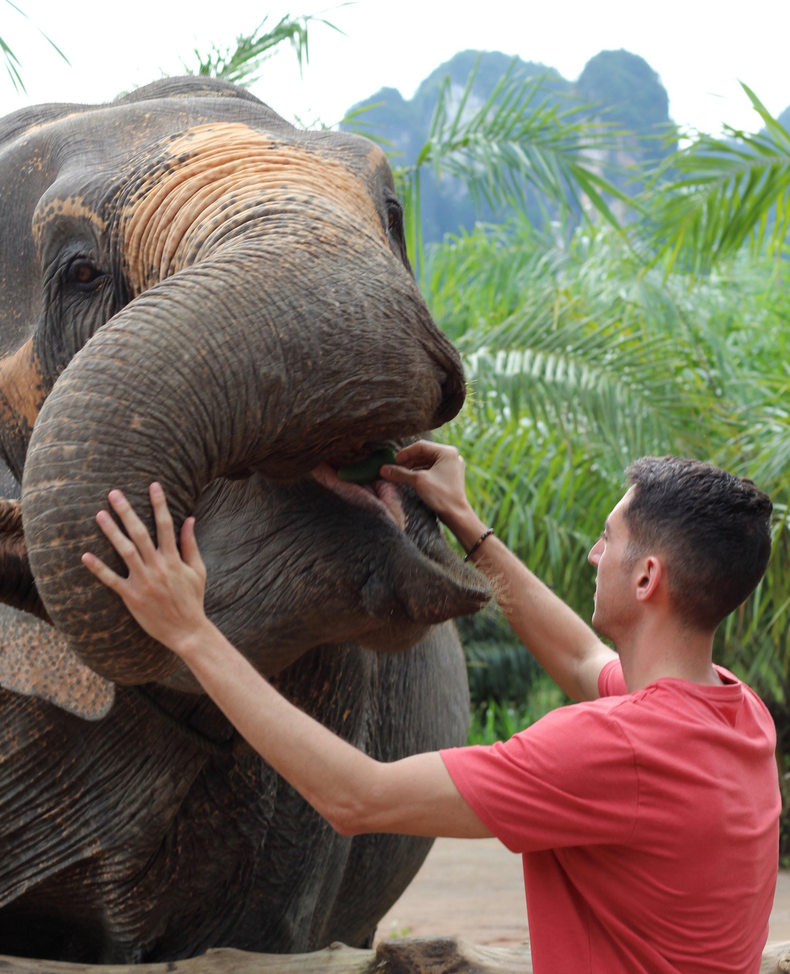 Thailand Elephant-1